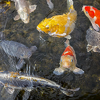 Buy canvas prints of Colourful Koi Fish by Arterra 
