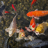Buy canvas prints of Colourful Koi Fishes by Arterra 