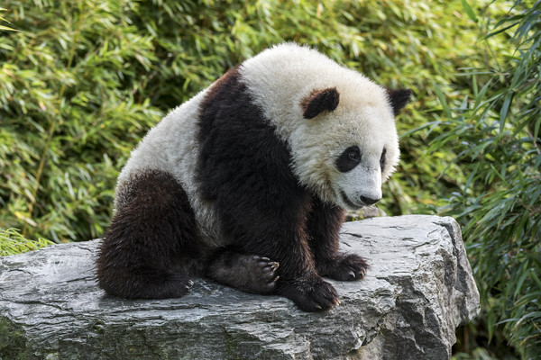Giant Panda Bear Cub Picture Board by Arterra 