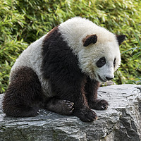 Buy canvas prints of Giant Panda Bear Cub by Arterra 