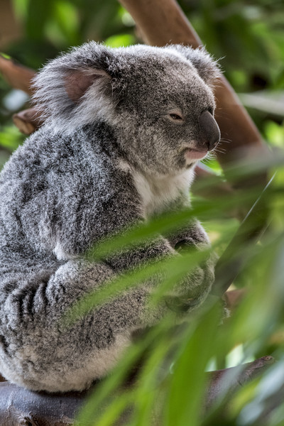 Koala Bear in Tree Picture Board by Arterra 