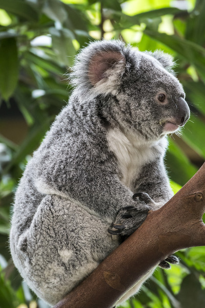 Cute Koala Bear in Tree Picture Board by Arterra 