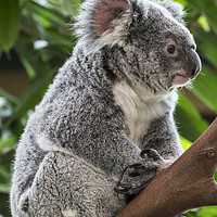 Buy canvas prints of Cute Koala Bear in Tree by Arterra 