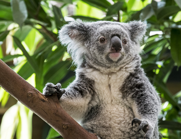 Cute Koala in Tree Picture Board by Arterra 
