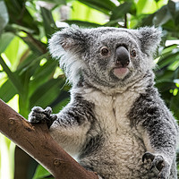 Buy canvas prints of Cute Koala in Tree by Arterra 