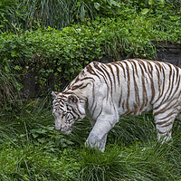 Buy canvas prints of White Tiger by Arterra 