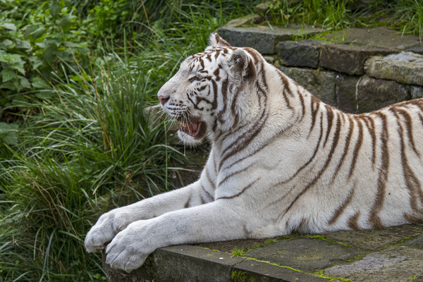 White Tiger Picture Board by Arterra 