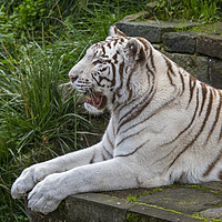 Buy canvas prints of White Tiger by Arterra 