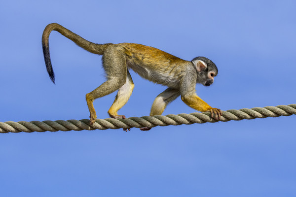 Squirrel Monkey on Rope Picture Board by Arterra 