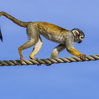 Buy canvas prints of Squirrel Monkey on Rope by Arterra 