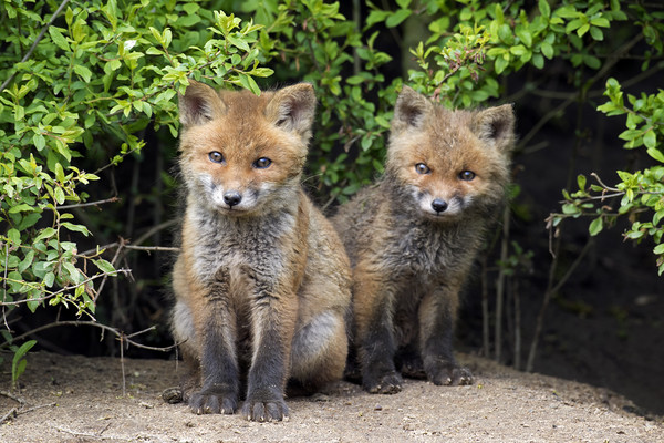 Cute Red Fox Kits Picture Board by Arterra 
