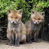 Buy canvas prints of Cute Red Fox Kits by Arterra 
