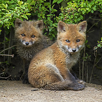 Buy canvas prints of Cute Red Fox Cubs by Arterra 
