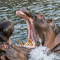 Buy canvas prints of Fighting Hippos by Arterra 