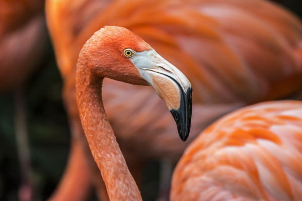 Caribbean flamingos Picture Board by Arterra 