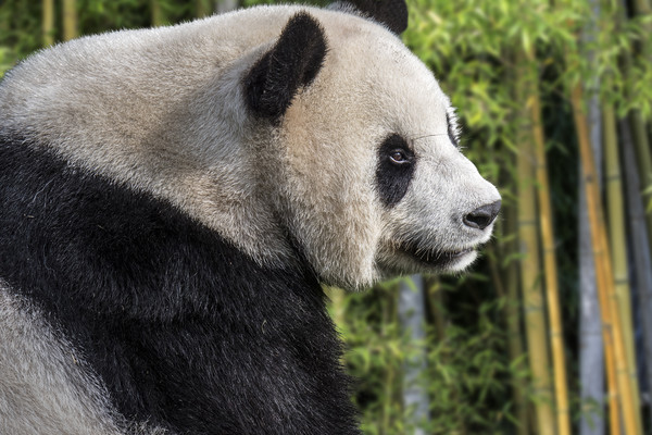 Giant Panda Bear in Bamboo Forest Picture Board by Arterra 