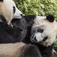 Buy canvas prints of Giant Panda Bear Playing with Cub by Arterra 