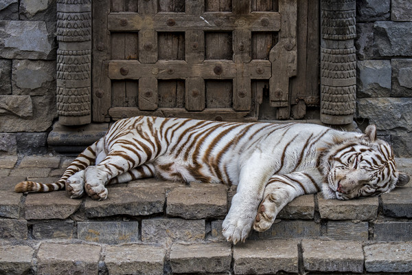 White Tiger in Indian Temple Picture Board by Arterra 