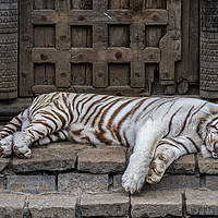 Buy canvas prints of White Tiger in Indian Temple by Arterra 
