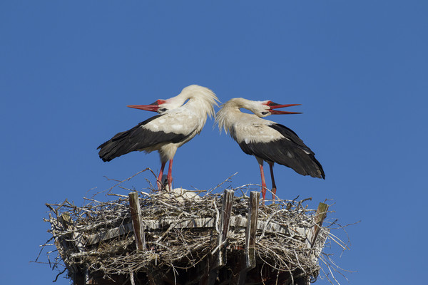 White Storks Displaying on Nest Picture Board by Arterra 