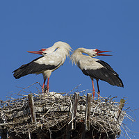 Buy canvas prints of White Storks Displaying on Nest by Arterra 