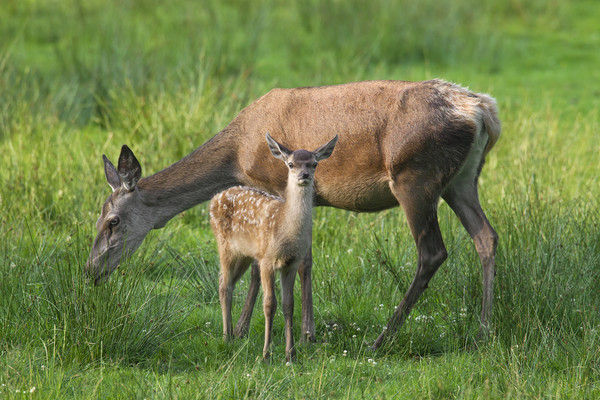 Red Deer Hind with Fawn Picture Board by Arterra 