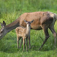 Buy canvas prints of Red Deer Hind with Fawn by Arterra 