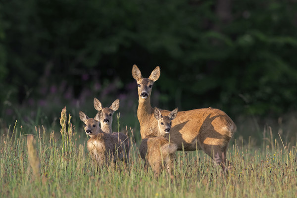 Roe Deer Female with Three Fawns Picture Board by Arterra 