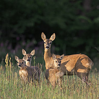 Buy canvas prints of Roe Deer Female with Three Fawns by Arterra 