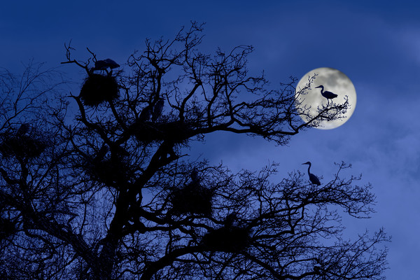 Heronry at Full Moon Picture Board by Arterra 