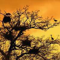 Buy canvas prints of Heronry at Sunset by Arterra 