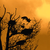 Buy canvas prints of Grey Heron Landing on Nest at Sunset by Arterra 
