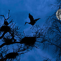 Buy canvas prints of Heron Landing on Nest at Night by Arterra 