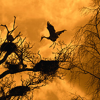 Buy canvas prints of Heron Rookery at Sunset by Arterra 
