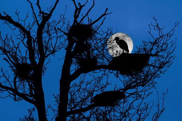 Heron on Nest at Night Picture Board by Arterra 