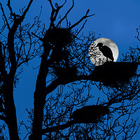 Buy canvas prints of Heron on Nest at Night by Arterra 