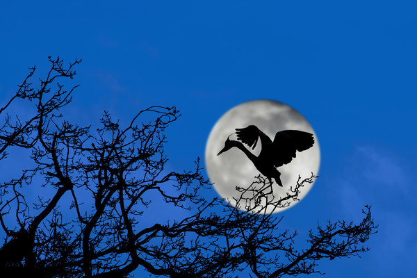 Heron Landing in Tree at Full Moon Picture Board by Arterra 