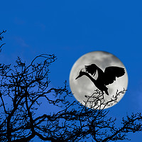 Buy canvas prints of Heron Landing in Tree at Full Moon by Arterra 