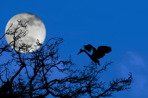 Grey Heron in Tree at Full Moon Picture Board by Arterra 