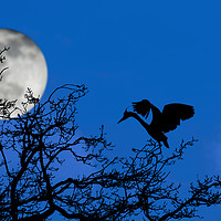 Buy canvas prints of Grey Heron in Tree at Full Moon by Arterra 