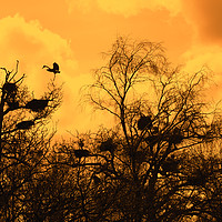 Buy canvas prints of Grey Herons Landing in Tree at Heronry at Sunset by Arterra 