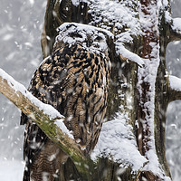 Buy canvas prints of Eagle Owl in Snowstorm by Arterra 