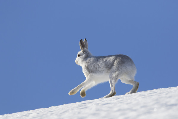 Mountain Hare in Winter Picture Board by Arterra 