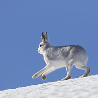 Buy canvas prints of Mountain Hare in Winter by Arterra 