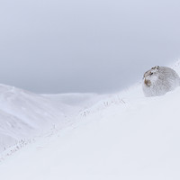 Buy canvas prints of Mountain Hare in Snowstorm by Arterra 