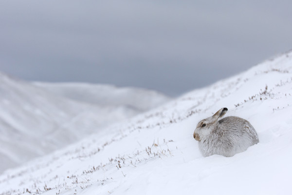 Mountain Hare in Scottish Winter Picture Board by Arterra 