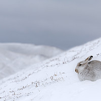 Buy canvas prints of Mountain Hare in Scottish Winter by Arterra 