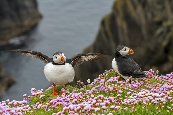 Puffins at Sumburgh Head, Shetland Picture Board by Arterra 