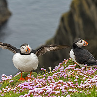 Buy canvas prints of Puffins at Sumburgh Head, Shetland by Arterra 