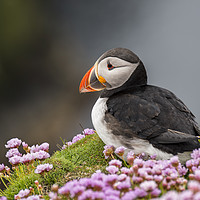 Buy canvas prints of Puffin in Scotland by Arterra 